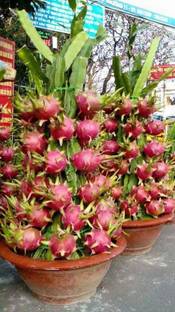 ABEFARIYA Dragon Tree