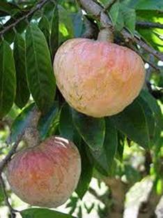 Sisa Custard Apple Plant