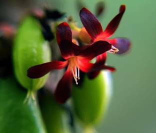 Qualtivate ® Fruit Plants Live Averrhoa Bilimbi Cucumber Tree (60 Seeds) Seed
