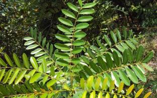 Green World SIMAROUBA GLAUCA / LAKSHMI TARU / PARADISE TREE SEEDS FOR FARMING & GARDENING( 100 SEEDS ) Seed