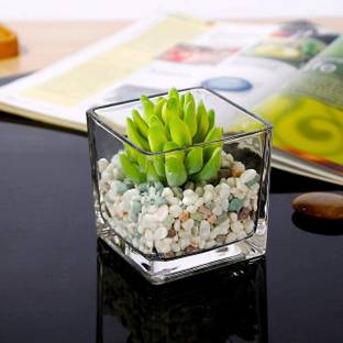 BILAL ANSARI Square Glass Cube Tank 4" 2 Cube Aquarium Tank