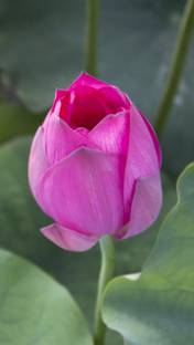 GardenUp lotus Seed