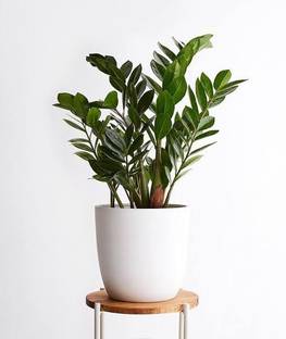 Click to buy ZZ Plant