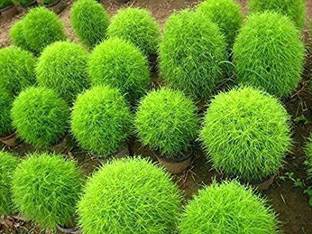 Variety House Kochia Summer Green Flower Plant (50) Seed