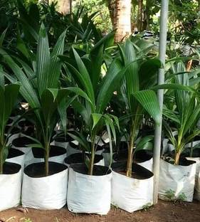 Click to buy Coconut Plant