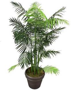 Click to buy Areca Palm