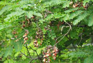 Pioneer Natural Bead Tree , Adenanthera pavonina, Raktchandan, Red Sanders Seed