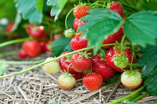 Gromax India Good Quality Strawberry Fruit Seed For Your Farming, Garden Seed