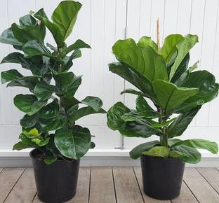 Click to buy Fiddle Leaf Fig Plant