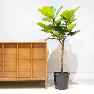 Click to buy Fiddle Leaf Fig Plant