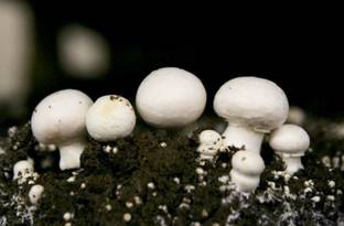 Mozette Hybrid Mushroom Seed