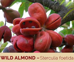 Green World STERCULIA FOETIDA / CHINA ALMOND / JAVA OLIVE TREE SEEDS FOR FARMING & GARDENING( 20 SEEDS ) Seed