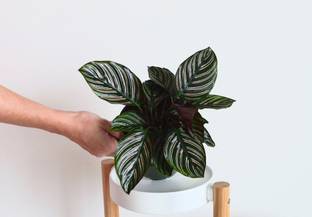 Click to buy Calathea Medallion