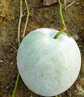 GROOT Ash Gourd (Mithai Petha) Wax Gourd white gourd, winter gourd, tallow gourd, ash pumpkin, winter melon,Chinese preserving melon (Alu) Puhul Seed