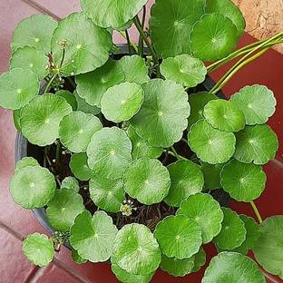 Click to buy Water Pennywort