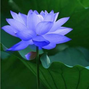 Aywal Rainbow Lotus Flower Seed