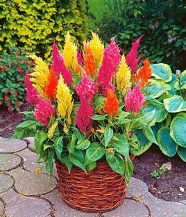 ZIXA COLORFUL Mixed CELOSIA Flower Seed