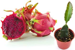 Mozette Hybrid Dragon fruit Seed