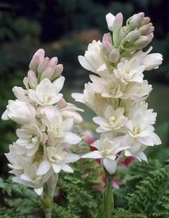 Cloud Farm Tuberose/Rajnigandha Plant