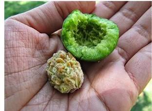 Earth Angels Rudraksha Plant