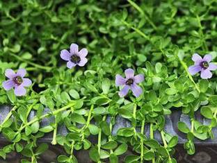 Click to buy Bacopa Monnieri