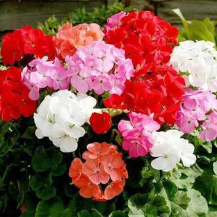 BEE Garden Geranium Mixed Seed