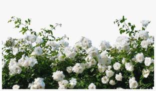 STAMEN Rose Plant