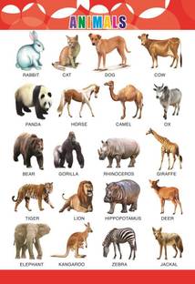 Animal wall Charts - Extremely usefull for growing kids | Laminated Chart |Paper Size (23*19Inch) | Paper Print (Rolled with Safety Tube). Paper Print