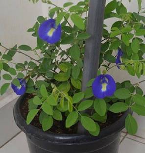 Click to purchase Aparajita/ Butterfly Pea Plant