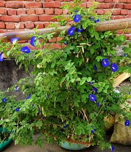 Click to purchase Aparajita/ Butterfly Pea Plant