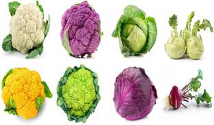 Sjeme Cauliflower, Cabbage & Ganth Gobi Seed Combo of 8 Seed