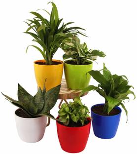 URBANELA Eco-Friendly SMALL SIZE Cool Pot Garden Pot Home Decor Pot for Outdoor & Indoor Plant Container Set