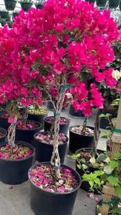 Click to purchase Bougainvillea Plant
