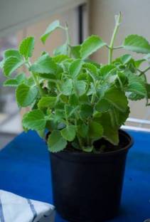 Click to purchase Ajwine Plant