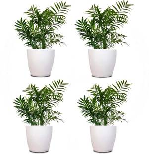 Maanit Amrold Flowers Pots Plant Container Set