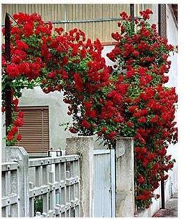 Crapulous ROSE Seed