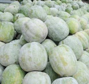 PLANTZON AshGourd/Peta Seed