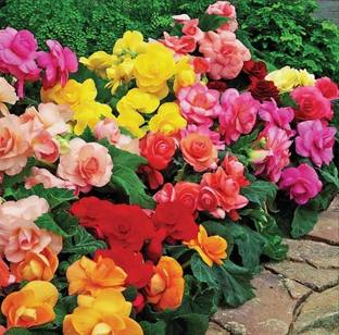 Paudha Begonia Mix flower Seed