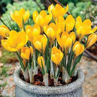 FERNSFLY Crocus saffron Seed