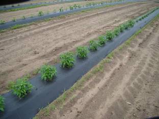 Agritec Agriculture Mulching Sheet/Paper 25 Micron/ 400 Meter Length- 4 Feet Width Garden Mulch