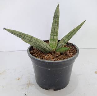 Berryproyas Snake Plant