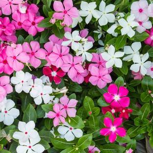 Audbhidhi Vinca/Sadabahar Flower Seeds for All Season Seed