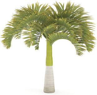 Green World Christmas Palm / Adonidia merrillii/ Manila Palm Ornamental tree seeds ( 10 SEEDS ) Seed