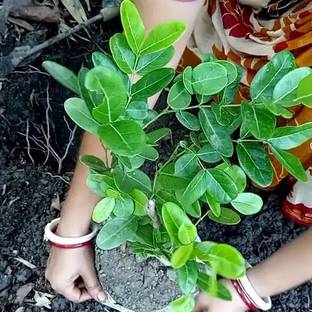 AP पर्सीव इंडिया करोंदा का पौधा पौधा