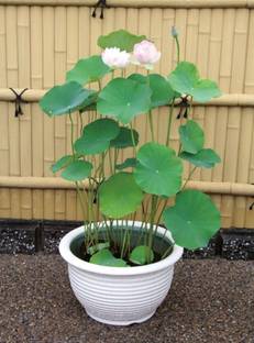Haritkarni mix variety imported lotus seeds,, Kamal Gatta,, Germination Ratio-80% Seed