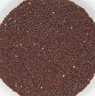 V Seed Rai Mustard Seed Seed