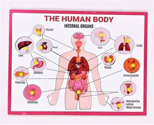 jaraglobal Human Internal Body Organs Wooden Puzzle Learning & Teaching Human Digestive System/Body Organs Educational Toy for Kids (Body Organ)