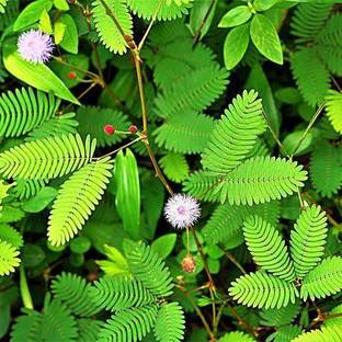 Click to purchase Shy Plant