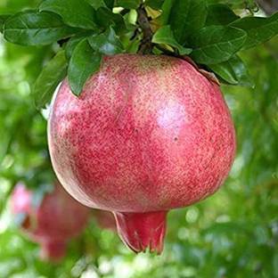 Cloud Farm Pomegranate Plant