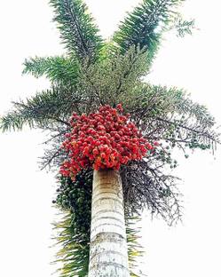 Click to purchase Betel Nut/Supari Plant
